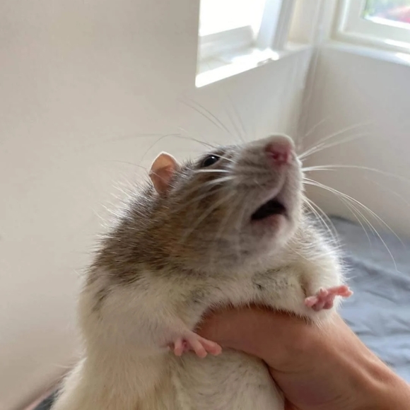 mamamouse84